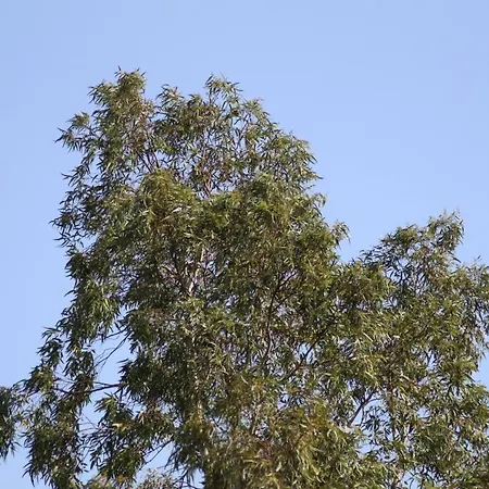 מלון Park Le Dune Di Giovino קטנזארו